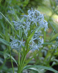 20 Seeds - Shining Blue Star Amsonia illustris - Native Perennial Wildflower - GroCo USA