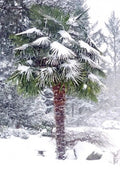 Windmill Fan Palm Seeds - 10 Pack, Trachycarpus fortunei, Cold Hardy Palm Tree Seeds for Gardening