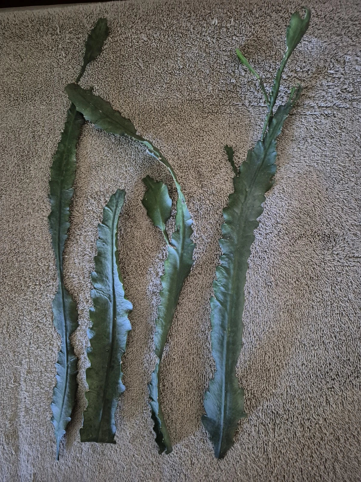 German Empress Cuttings - 4 Premium Plant Cuttings - Syngonium podophyllum