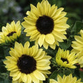 Sunflower Seeds - 100 Non-GMO MOONSHINE Pale Yellow Cut Flower for Pollinators (Helianthus annuus)