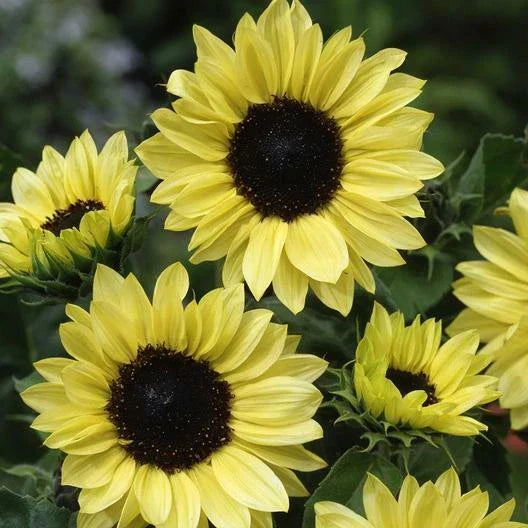 Sunflower Seeds - 100 Non-GMO MOONSHINE Pale Yellow Cut Flower for Pollinators (Helianthus annuus)