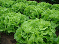 Oakleaf Leaf Lettuce Seeds - 500 Heirloom Organic Non-GMO - Lactuca sativa
