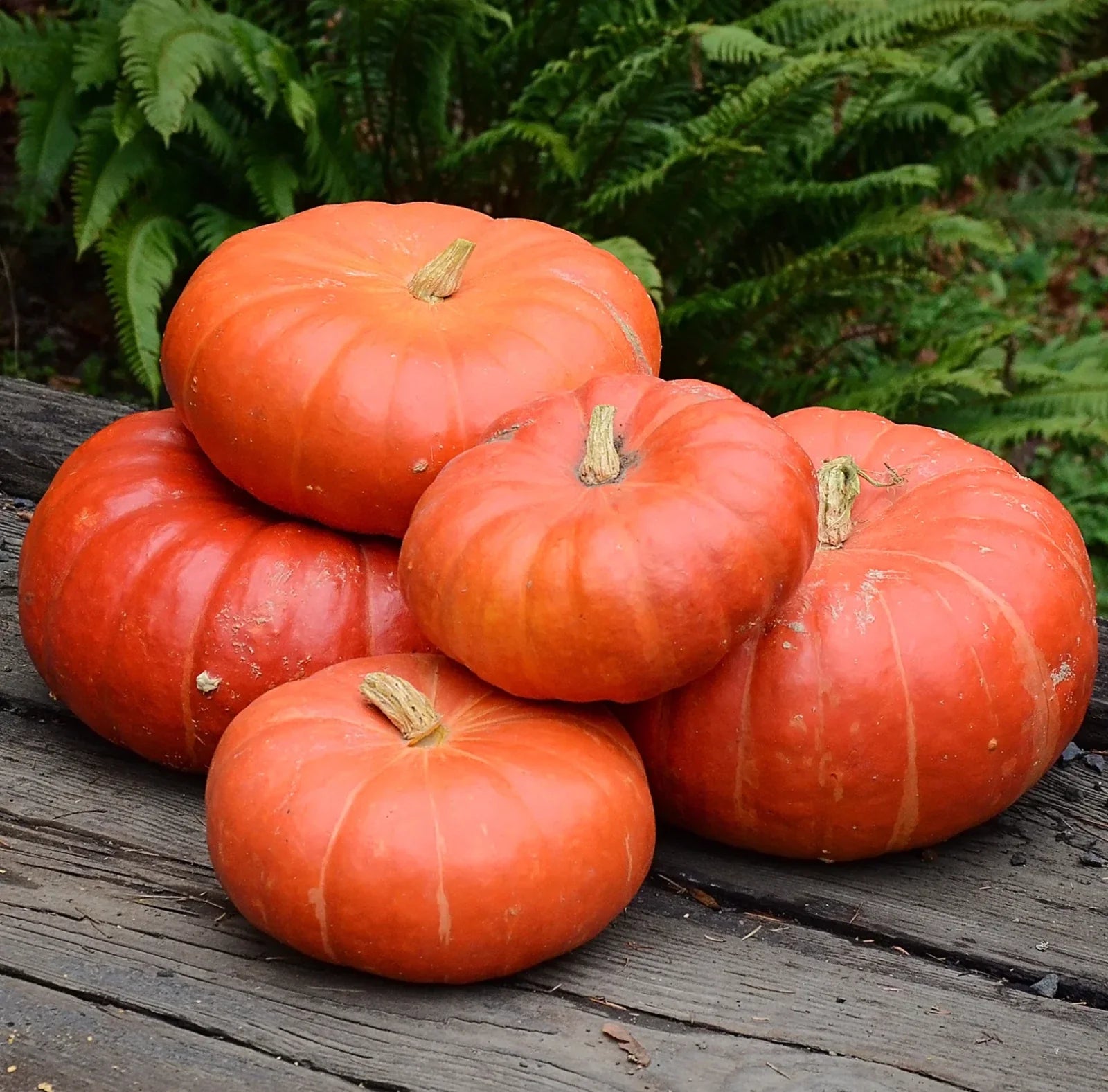 Cinderella Pumpkin Seeds - 25 Heirloom Organic Non-GMO - Cucurbita pepo