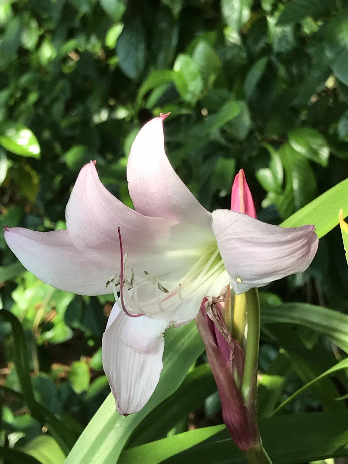 Pink Crinum Lily Bulbs, 2 Bulbs 2+ Inch Size, Amaryllis Belladonna, Hardy Outdoor Flowering Plant, Crinum spp.