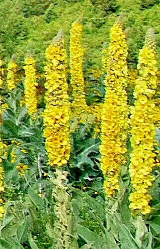 Great Mullein Seeds Bulk - 1000 Wooly Mullein Seeds, Hardy 6-10' Tall, Verbascum Thapsus