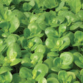 Golden Purslane Seeds - 500+ Fresh Herb Seeds - Portulaca oleracea - Edible Succulent Ground Cover