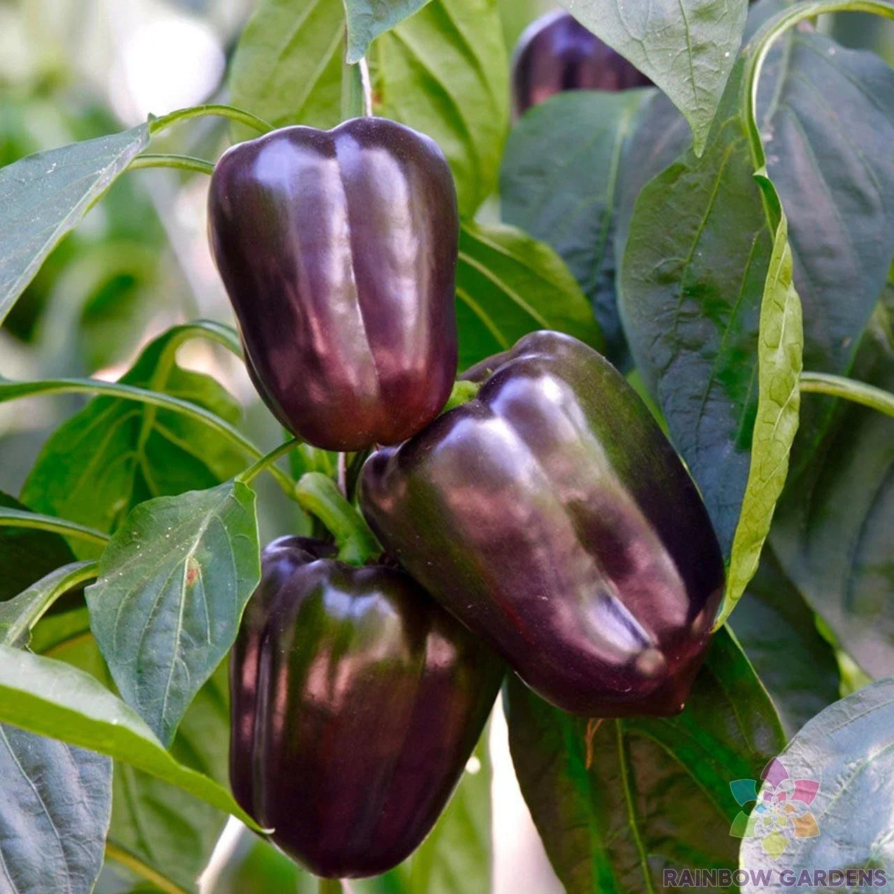 Purple Beauty Sweet Pepper Seeds - 25+ Count for Garden Planting - Capsicum annuum - USA