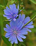 Wildflower Seeds for Planting - 1,000 Seeds - Chickroy Variety - Excellent Wildlife Food