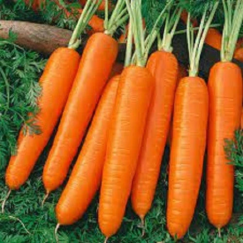 Organic Heirloom Carrot Seeds - Premium Scarlet Nantes Variety - Fresh, Non-GMO, Most Popular
