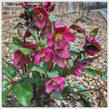 Hellebores Plant 4'' Pot Ice Roses Brunello Red Helleborus × Gandolfini's Snow Rose Perennial Flowering Plant