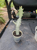 Rooted Euphorbia Lactea White Ghost Variegated Dragon Bone Cactus 9" - Unique Indoor Plant, Succulent, Rare Variety