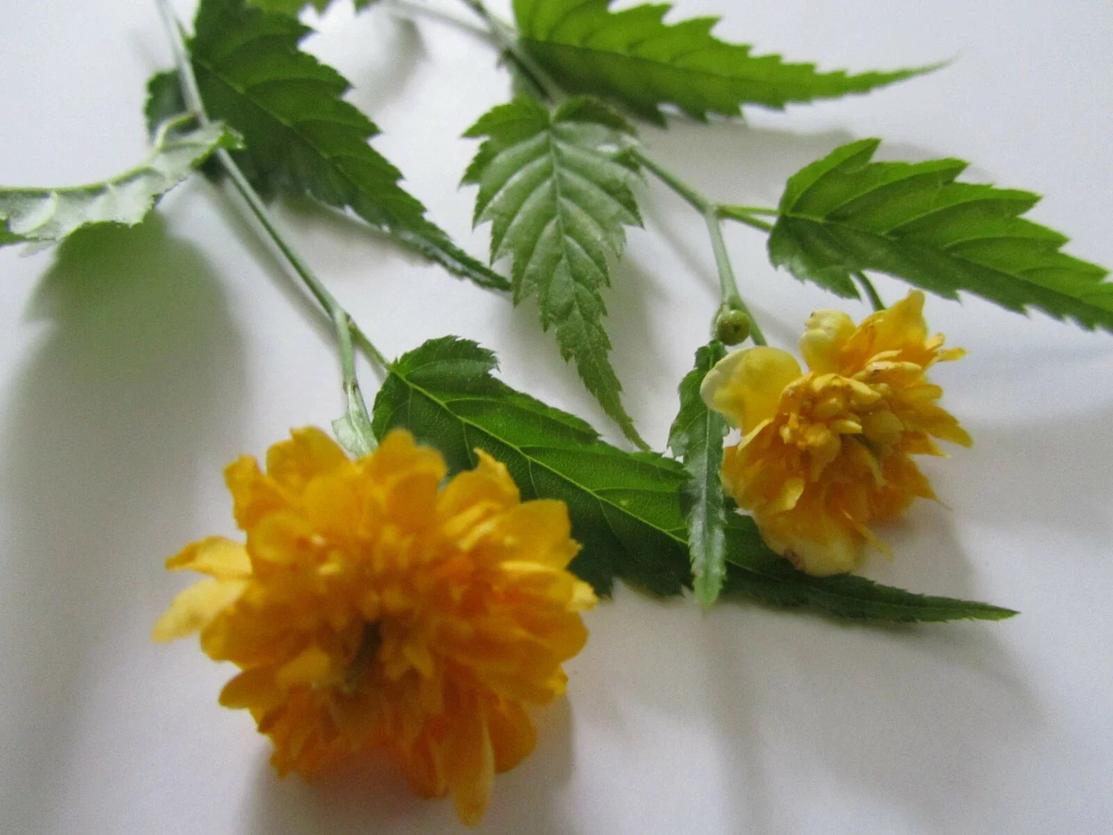 Double Flowering Japanese Rose Cuttings, Kerria japonica, 7+ Fresh Jew's Mantle Cuttings for Planting