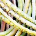 Top Pick Cream Pea Seeds - Non-GMO Heirloom Vegetable for 2025 Planting - Pisum sativum