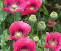 Exotic Poppy Seeds for Planting - 200 Seeds Per Packet - Easy to Grow - Papaver Somniferum