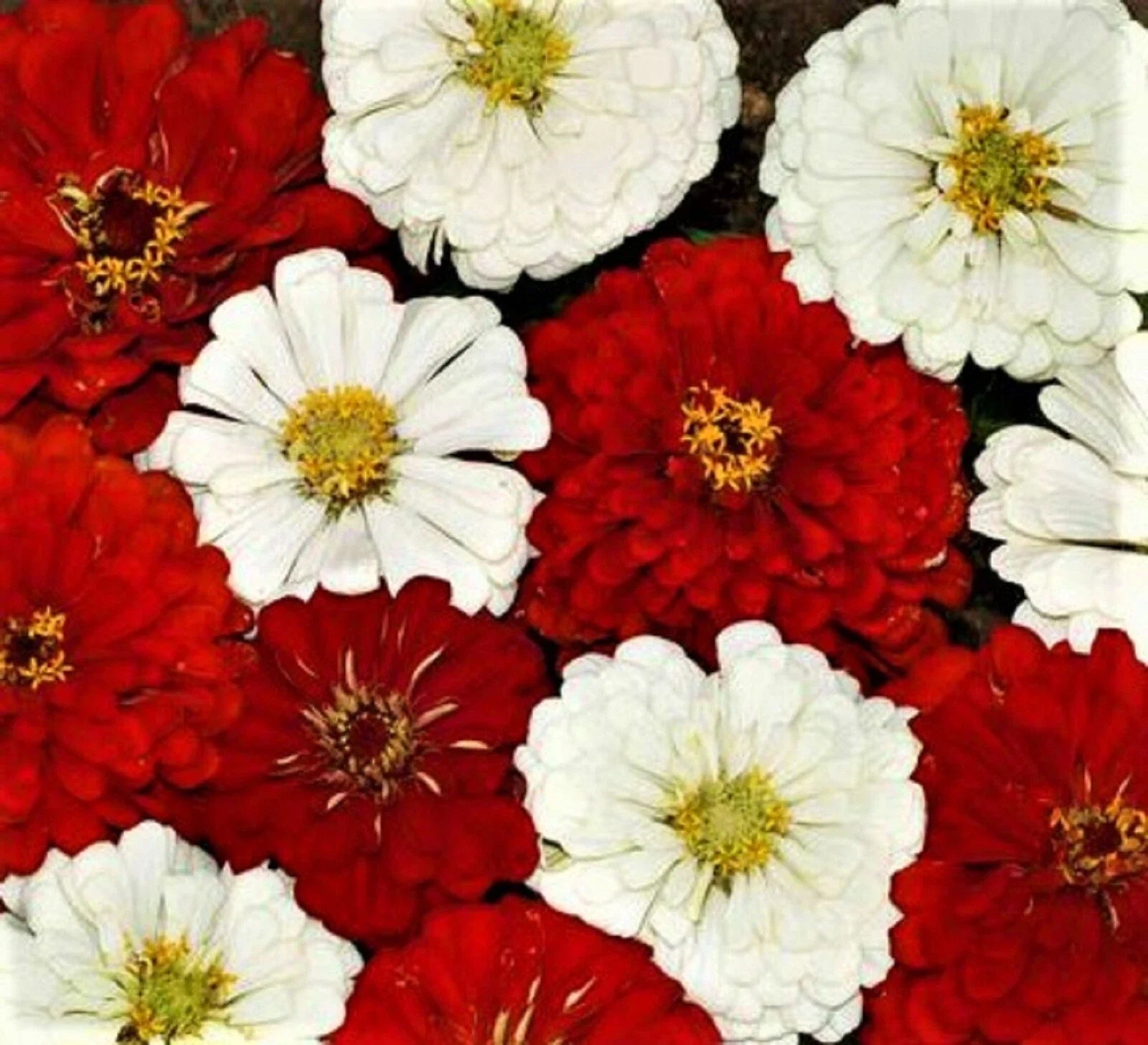 Zinnia Seeds - 100+ Beautiful Stop Sign Variety - Zinnia elegans - Easy to Grow, Colorful Garden Blooms