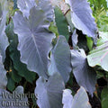 Black Ruffles Elephant Ear Live Plant - Colocasia esculenta - Tropical Foliage - Indoor/Outdoor Decorative Plant