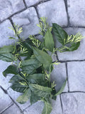 Night Blooming Jasmine Cuttings - 10 Tip Cuttings, Very Fragrant, Cestrum nocturnum