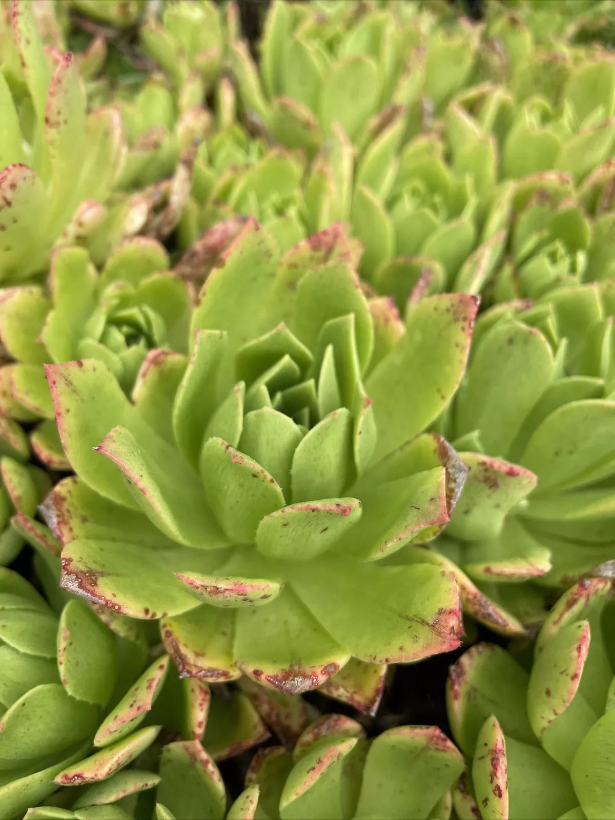 Rare Succulent Cuttings 4-6” Aeonium Pink Edges Green Live Plant - Perfect for Indoor & Outdoor Gardens