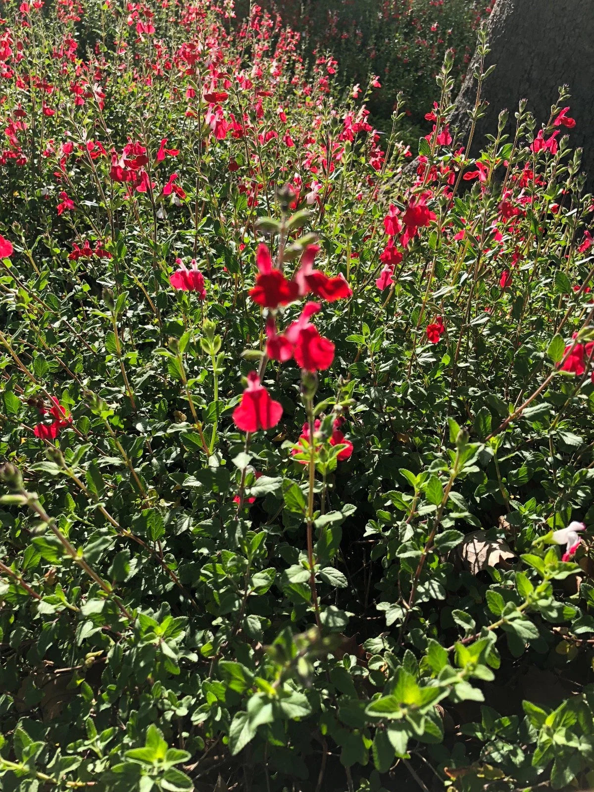 Organic Live Cuttings - USA Red Autumn Sage - Salvia Greggii - Perennial Herb for Gardens and Landscaping