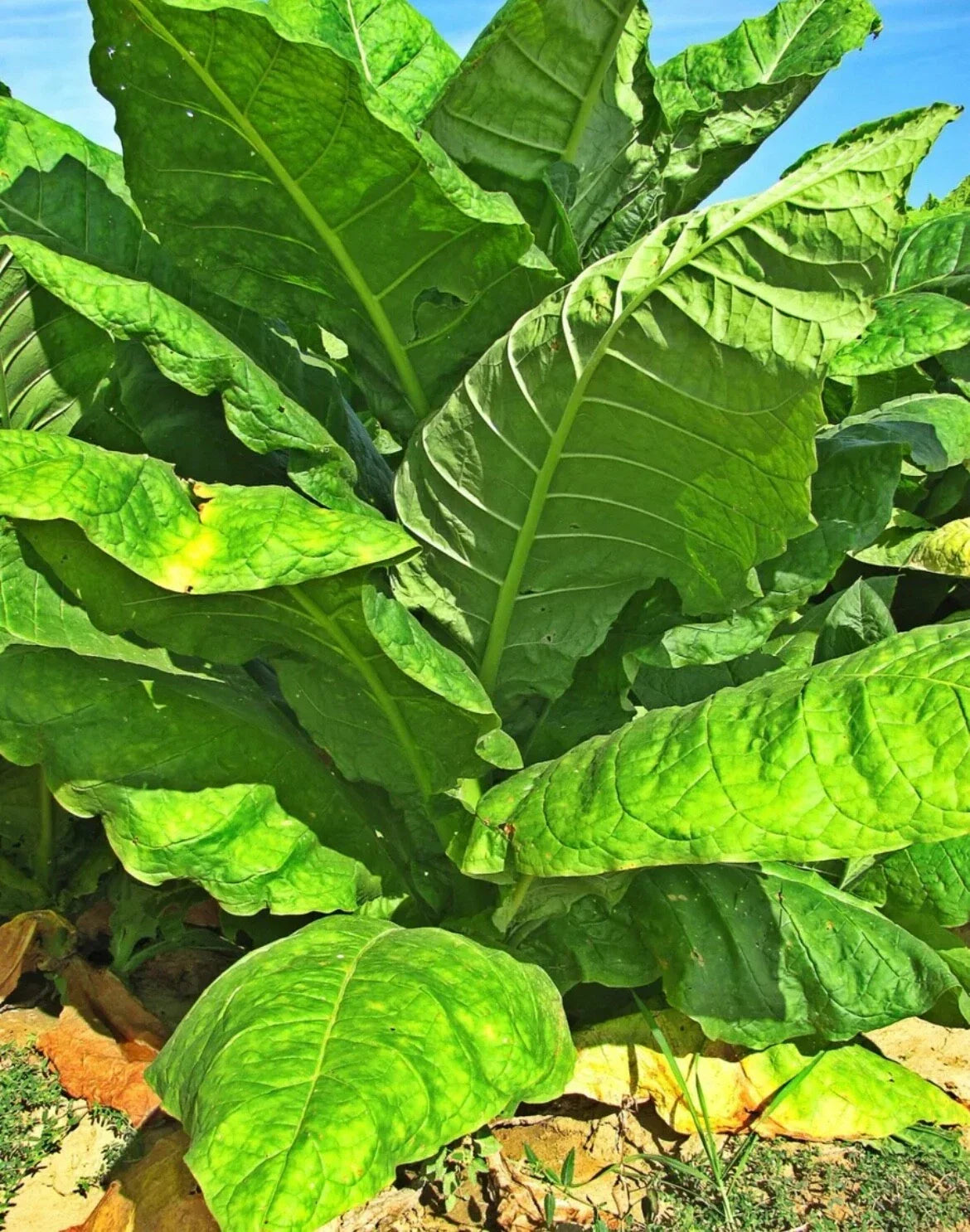 Organic Havanna Gold Tobacco Seeds - Non-GMO, Easy to Grow, TX USA - Free Shipping