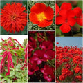 Red Wildflower Seed Mix - 200 Seeds - Organic USA Wildflowers - Non-GMO, Native Plants for Gardens and Pollinators