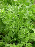 Curled Garden Cress Seeds - 5000 Non-GMO Heirloom Seeds - Lepidium sativum - USA Seller