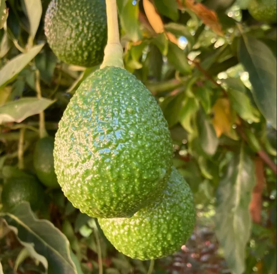 Avocado Hass Tree Seedling 4" Pot Live Plant Persea americana