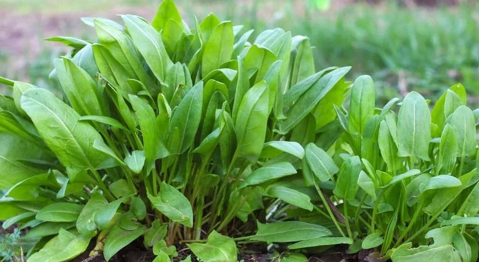 Large Leaf Sorrel Seeds - 500+ Count - Chukakura Culinary Herb - Hardy Perennial - USA Grown