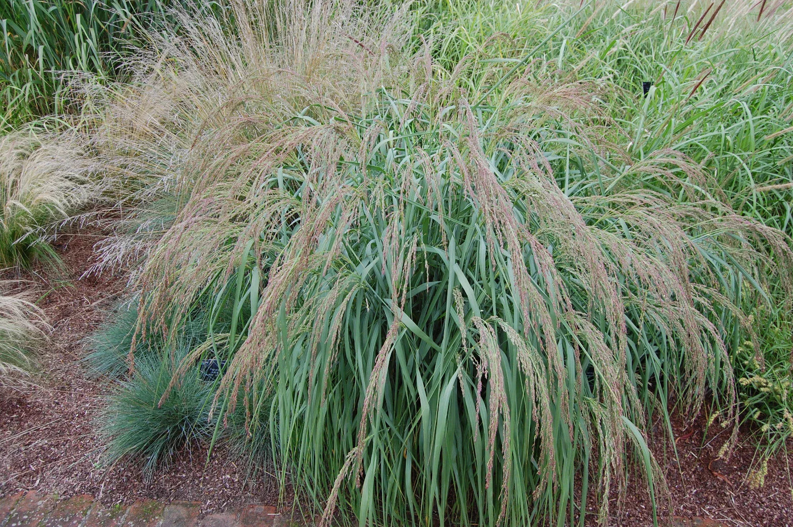 Panicum amarum Seeds - 500 Count - Coastal Panic Grass - Native Perennial Seeds for Erosion Control and Landscaping