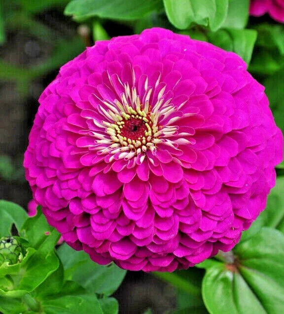 Zinnia Seeds - 300+ Lavender Flowering Annuals for Summer Garden - Easy to Grow Cut Flowers (Zinnia elegans)