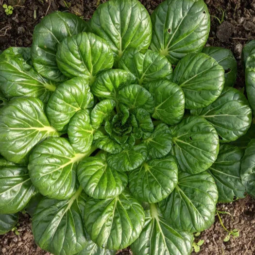 Tatsoi Mustard Green Seeds - 1000+ Count - Asian Chinese Vegetable Seeds - Brassica rapa subsp. nipposinica