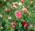 Flemish Antique Poppy Seeds - 200+ Pack for Garden Planting - Papaver somniferum - USA