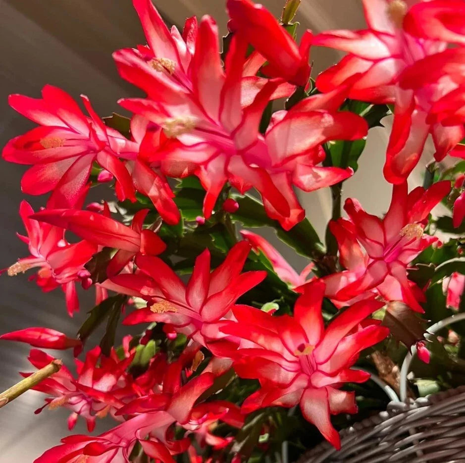 Red Christmas Cactus Live Plants 3" Pot 5-6" Tall Schlumbergera Holiday Indoor Decor