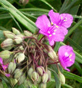 Lot of 8 Tradescantia Plant Roots, Bright Pink Perennials, Tradescantia spp.