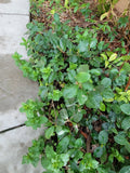 Star Jasmine Plant, 3/4 Year Old, Extremely Fragrant Vine, Mature Bareroot, Trachelospermum jasminoides