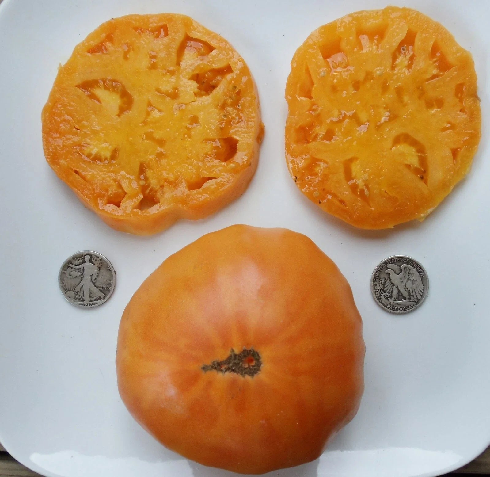 Fresh Tomato Seeds - 25 Count - Kellogg's Breakfast Variety - Solanum lycopersicum