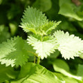 Set of 3 Live Stinging Nettle Bare Roots - Hardy, Nutrient-Rich Plants - Urtica dioica