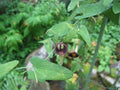 Dutchman's Pipevine Seeds, 20 Count, Aristolochia debilis, Fast-Growing Climbing Plant for Garden and Landscape