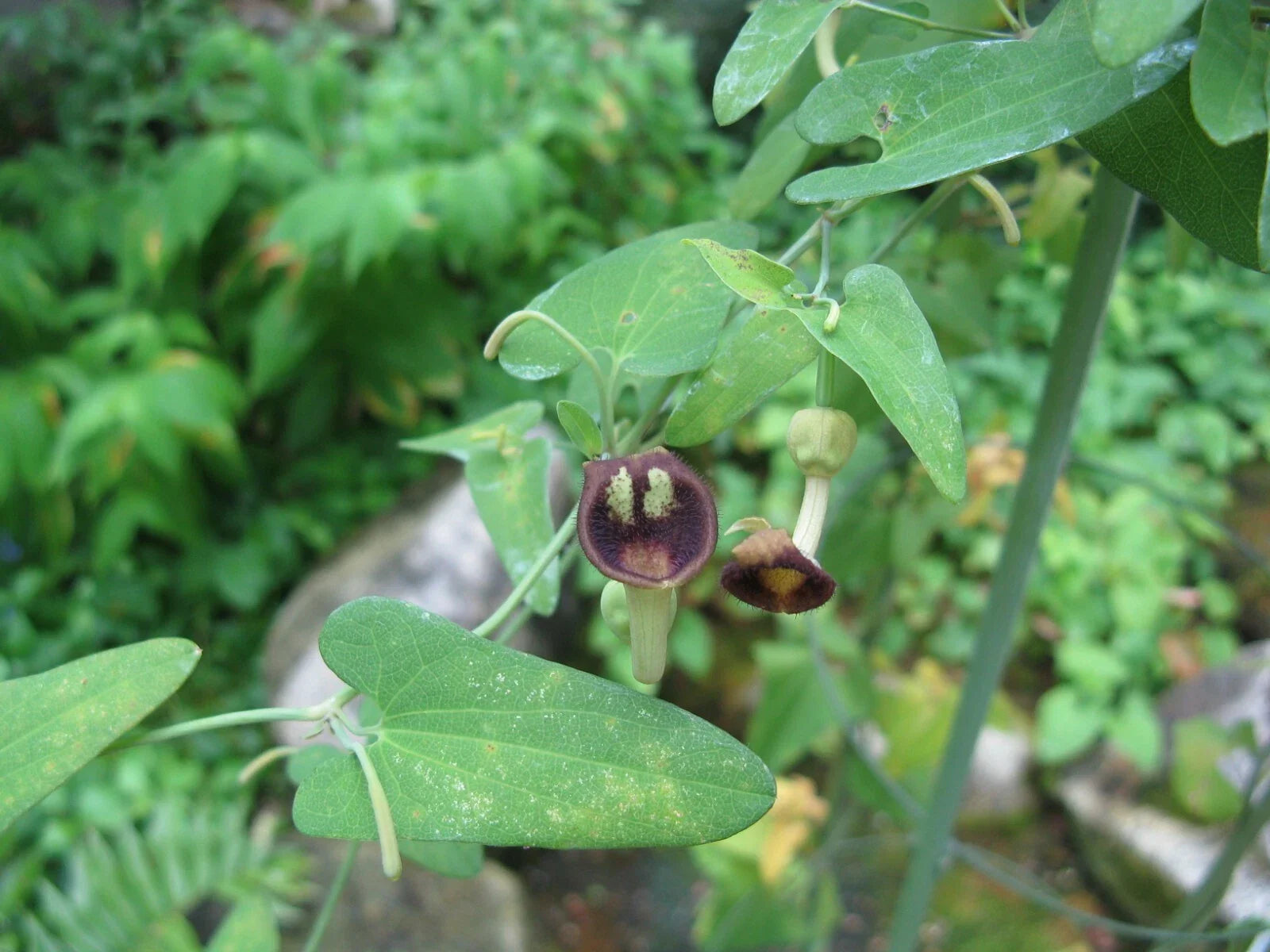 Dutchman's Pipevine Seeds, 20 Count, Aristolochia debilis, Fast-Growing Climbing Plant for Garden and Landscape