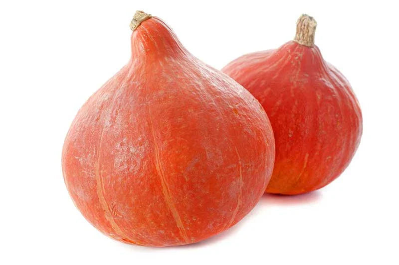 Red Kuri Squash Seeds - 25+ Heirloom Seeds for Garden Planting - Cucurbita pepo - USA, Organic, Non-GMO