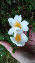 White Heirloom Climbing Rose Bush 1' Live Plant - Rosa Multiflora Baby Rambler
