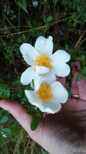 White Heirloom Climbing Rose Bush 1' Live Plant - Rosa Multiflora Baby Rambler