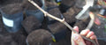 Organic Kyoho Grape Cuttings - 6 Fresh Cuttings for Planting - Vitis vinifera