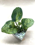 Rooted Cutting Scindapsus Jade Satin Marble - Epipremnum aureum - Live Plant from US Seller