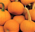 Spookie Pumpkin Seeds 15 Seeds Non-GMO Halloween Variety Cucurbita pepo