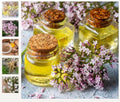 Valerian Medicinal Herb Seeds - Non-GMO Valeriana officinalis - 100 Seeds for Herbal Garden Use