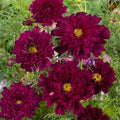Double Click Cranberries Cosmos Seeds - 200+ Pack - Cosmos bipinnatus - Garden Flower Seeds - USA