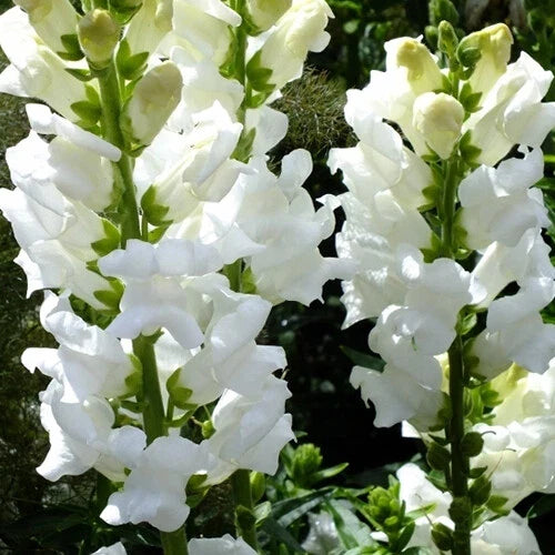 Snowflake Snapdragon Seeds - Heirloom Non-GMO Flower Seeds - Antirrhinum majus - Free Shipping