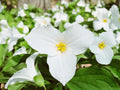 White Trillium Bulbs - 10 Bareroot Plants - Well Rooted - Trillium grandiflorum - Zones 4-8