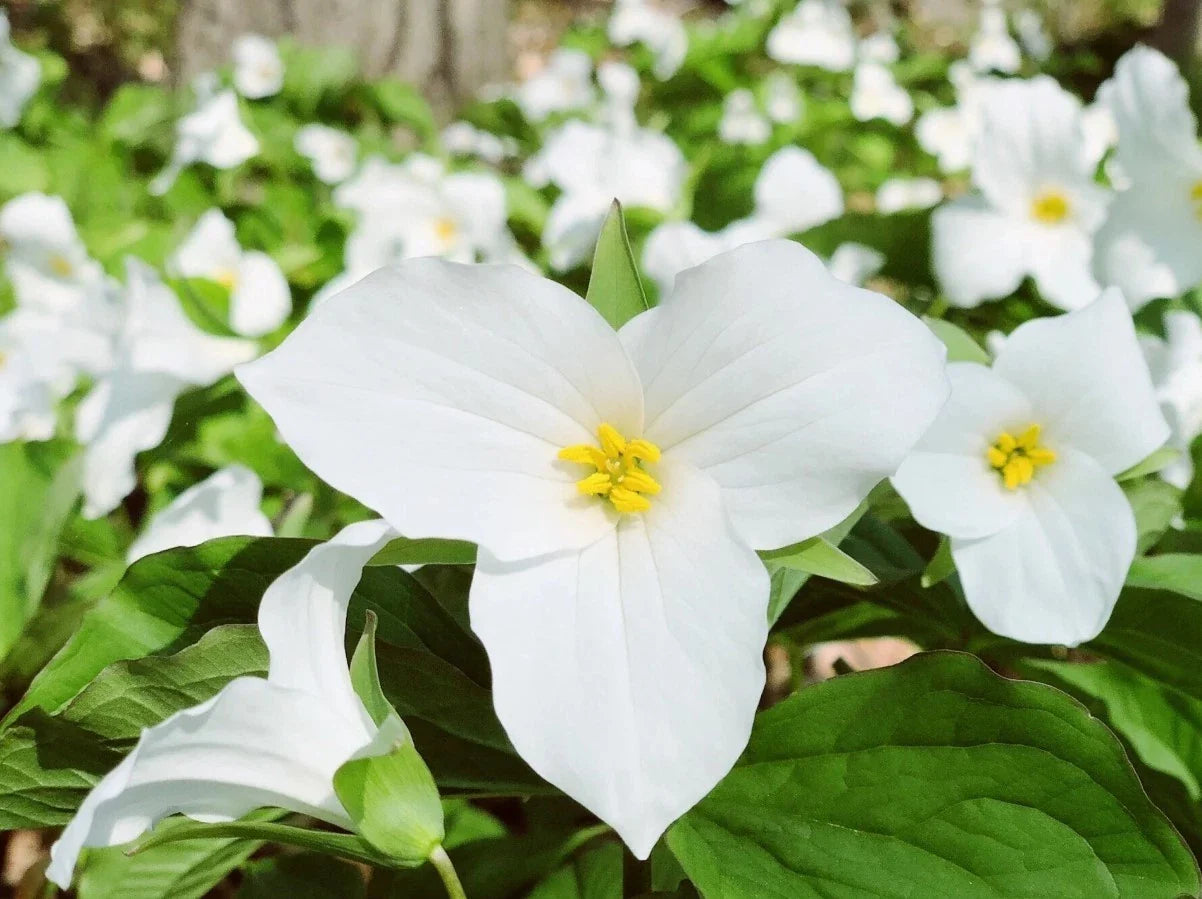 White Trillium Bulbs - 10 Bareroot Plants - Well Rooted - Trillium grandiflorum - Zones 4-8